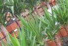 Nintingboolplant-nursery-10.jpg; ?>