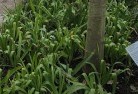 Nintingboolplant-nursery-23.jpg; ?>