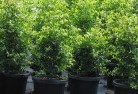 Nintingboolplant-nursery-24.jpg; ?>