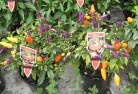 Nintingboolplant-nursery-27.jpg; ?>